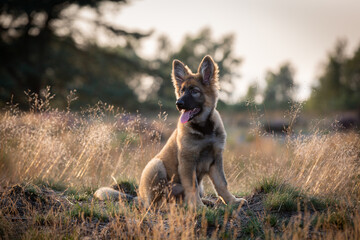German shepherd pup outdoors in evening sun