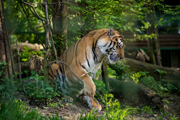 Bengal tiger. The Bengal tiger population is the largest. It is the national animal of the state of Bangladesh - historical Bengal. 