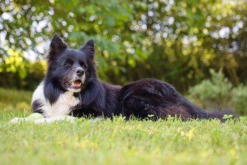 Border collie dog