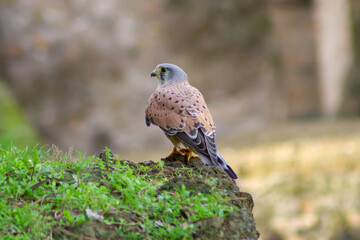 Beautiful common kestrel (Falco tinnunculus) in nature,is a bird of the falcon family Falconidae,a male common kestrel looking for hunting. Wildlife in the wild. Zoology. 