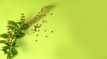Holy basil, tulasi or tulsi, is an aromatic perennial plant in the family Lamiaceae.Tulsi is kept on earthenware.Is also known as Ayurvedic Tulsi (Queen of herbs).