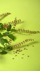 Holy basil, tulasi or tulsi, is an aromatic perennial plant in the family Lamiaceae.Tulsi is kept on earthenware.Is also known as Ayurvedic Tulsi (Queen of herbs).