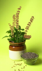 Holy basil, tulasi or tulsi, is an aromatic perennial plant in the family Lamiaceae.Tulsi is kept on earthenware.Is also known as Ayurvedic Tulsi (Queen of herbs).