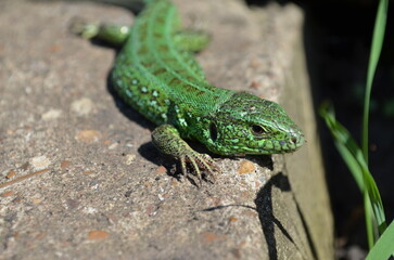 Naklejka na ściany i meble Green lizard on the stone.