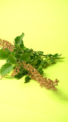 Holy basil, tulasi or tulsi, is an aromatic perennial plant in the family Lamiaceae.Tulsi is kept on earthenware.Is also known as Ayurvedic Tulsi (Queen of herbs).