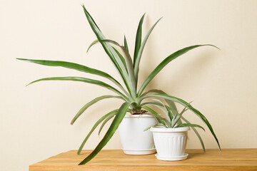 Pineapple plants in pot on table