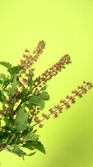 Holy basil, tulasi or tulsi, is an aromatic perennial plant in the family Lamiaceae.Tulsi is kept on earthenware.Is also known as Ayurvedic Tulsi (Queen of herbs).