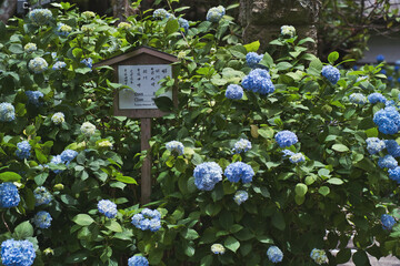 青いアジサイ