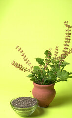 Holy basil, tulasi or tulsi, is an aromatic perennial plant in the family Lamiaceae.Tulsi is kept on earthenware.Is also known as Ayurvedic Tulsi (Queen of herbs).