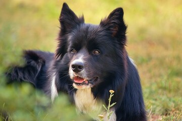 Border collie dog