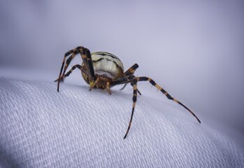 spider on the wall