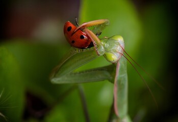 ladybird on a leaf