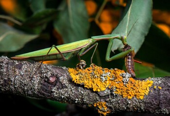 praying mantis on a branch