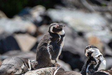 African penguin (Spheniscus demersus)