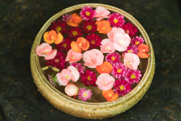 カラフルなアジサイ