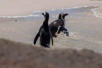 African penguin (Spheniscus demersus)