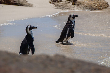 African penguin (Spheniscus demersus)