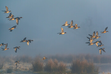 Eurasian Wigeon, Mareca penelope birds in flight in the fog at dawn