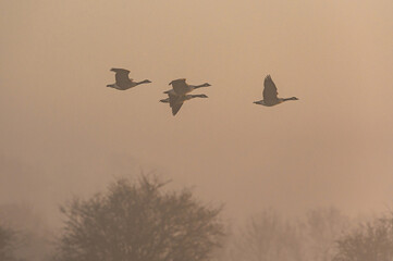 Canada Geese, Canada Goose, Branta Canadensis in flight in the fog at dawn