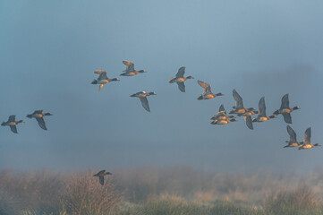 Eurasian Wigeon, Mareca penelope birds in flight in the fog at dawn