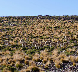 Wild shy guanaco herd with baby in mountain desert landscape,  Atacama, Chile
