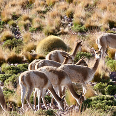 Wild shy guanaco family with baby in mountain desert landscape,  Atacama, Chile