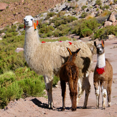 Friendly and curious baby llama with family and  traditional decoration and funny fur , Atacama, Chile
