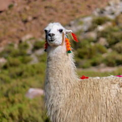 Friendly and curious llama with traditional decoration and white fur closeup , Atacama, Chile