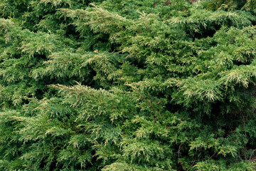 Moss on forest ground. High quality photo