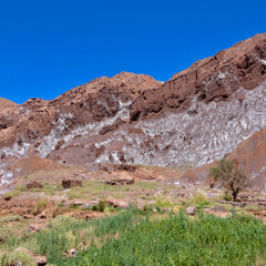 Green oasis in desert with salt rock landscape in canyon in Atacama, with blue sky