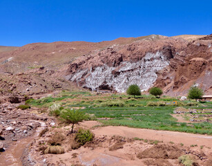 Green oasis in desert stone landscape with canyon in Atacama, with blue sky