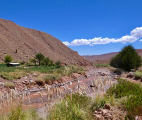 Green pampas grass next to brown water  river in Atacama desert landscape, with blue sky