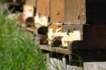 Bienen, Bienestock