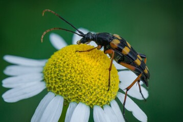bug on yellow flower