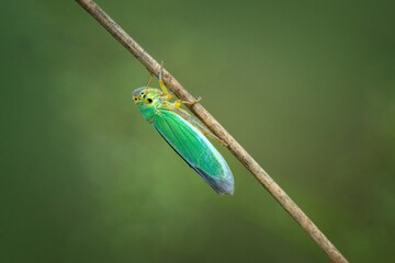 green bug on a leaf