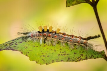 caterpillar on a leaf
