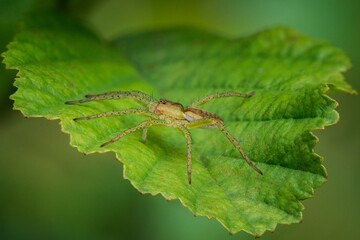spider on leaf