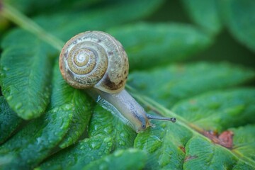 snail on a leaf