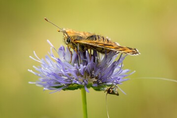 butterfly on a flower