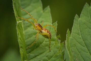 spider on a green leaf