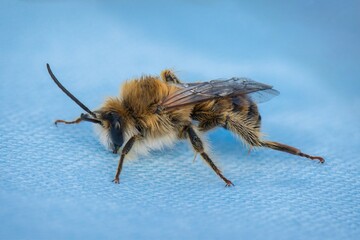 bee on blue background