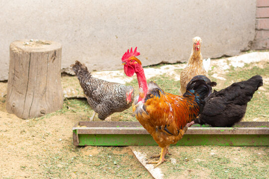 Rooster with a bare neck at home in a chicken coop. Turken. Close-up. High quality photo. copy space 