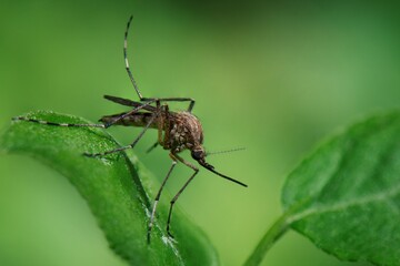 a mosquito on a plant 