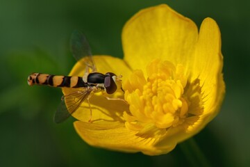 fly on yellow flower