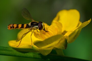 fly on yellow flower