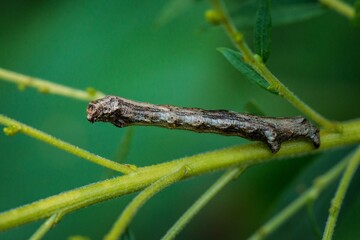 caterpillar on a leaf