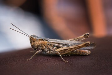 close up of a grasshopper on the ground