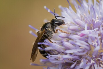 fly on a flower