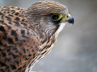 Turmfalke