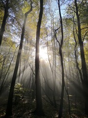 The sun shines through the mysterious forest in the late spring afternoon
